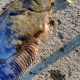 クロガシラガレイ