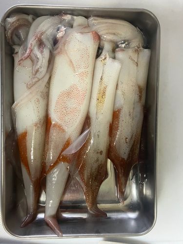 ケンサキイカの釣果