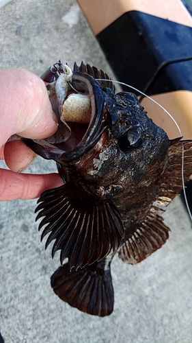 ムラソイの釣果