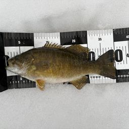 スモールマウスバス