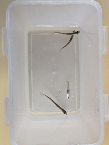 つがる市野池群