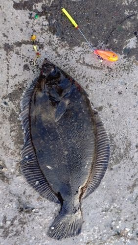 クロガレイの釣果