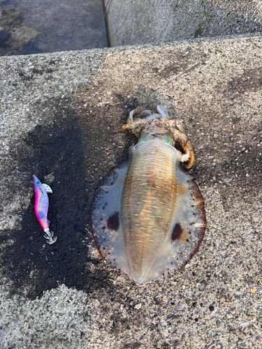 アオリイカの釣果