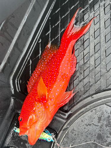 ナガジューミーバイの釣果