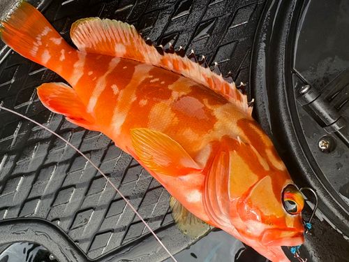 ハンゴーミーバイの釣果