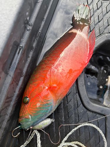 ホホスジモチノウオの釣果
