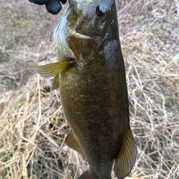 スモールマウスバス