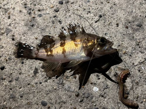 シロメバルの釣果