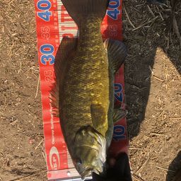 スモールマウスバス