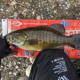 スモールマウスバス