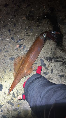 ササイカの釣果