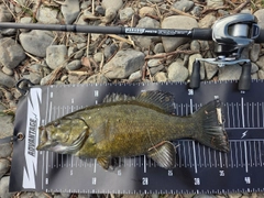 スモールマウスバスの釣果