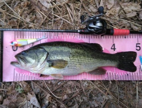 ブラックバスの釣果