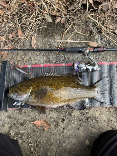 スモールマウスバスの釣果