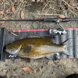 スモールマウスバス