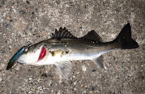 シーバスの釣果
