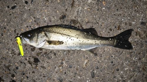 東京湾（アクアライン以北）