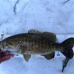 スモールマウスバス