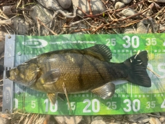 スモールマウスバスの釣果