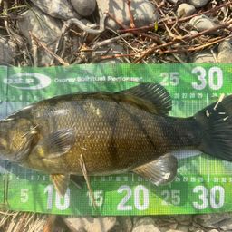 スモールマウスバス