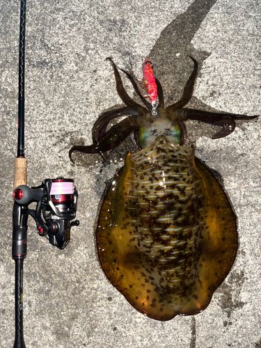 アオリイカの釣果