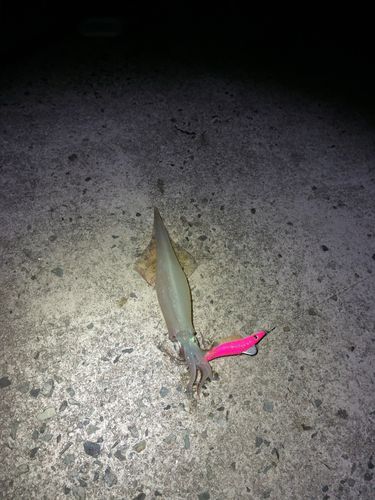 シロイカの釣果