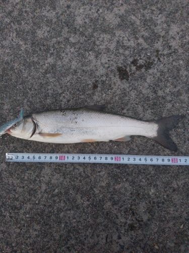 ウグイの釣果