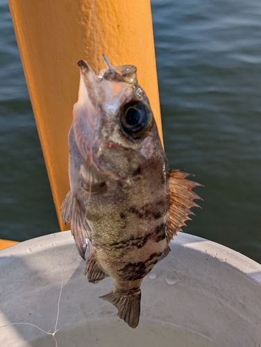 メバルの釣果