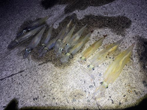 ヤリイカの釣果