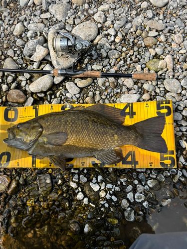 スモールマウスバスの釣果