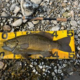 スモールマウスバス