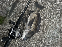 チヌの釣果