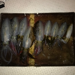 モイカの釣果