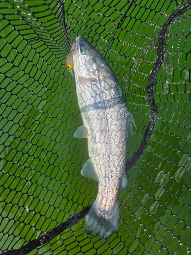 ニジマスの釣果