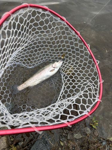 開成水辺フォレストスプリングス