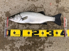 セイゴ（ヒラスズキ）の釣果