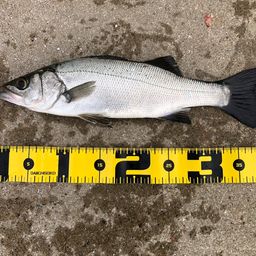 セイゴ（マルスズキ）