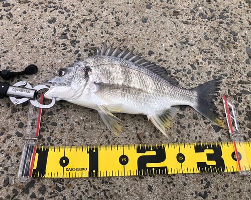 キビレの釣果