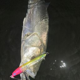 セイゴ（マルスズキ）