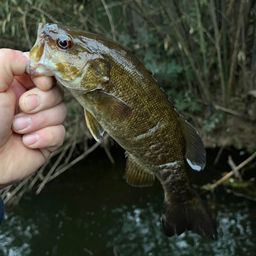 スモールマウスバス