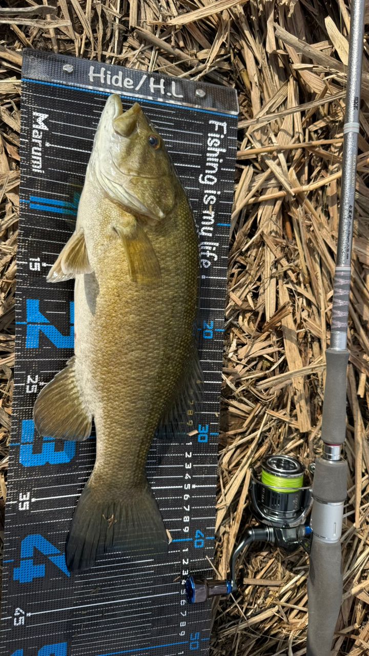 DAIWA 22ハートランド AGS 852ML+FS-SV AGS22の最安値・インプレ・釣果