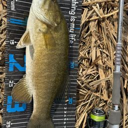 スモールマウスバス