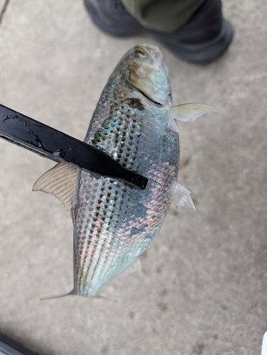 コノシロの釣果