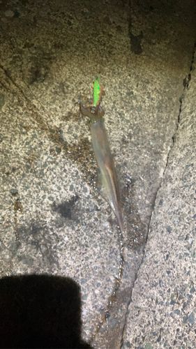 鞠山海遊パーク