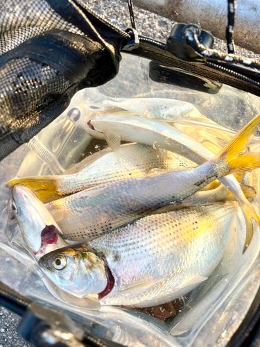 コノシロの釣果