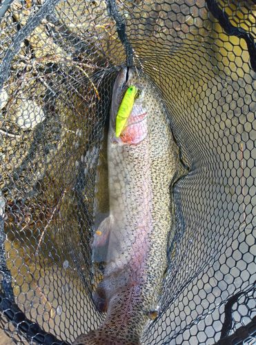 ヤシオマスの釣果