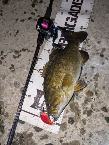 スモールマウスバスの釣果