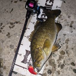 スモールマウスバス