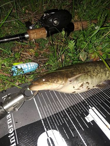 ナマズの釣果