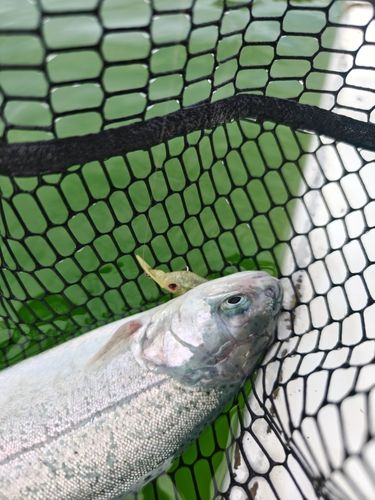 西武園ゆうえんちフィッシングランド